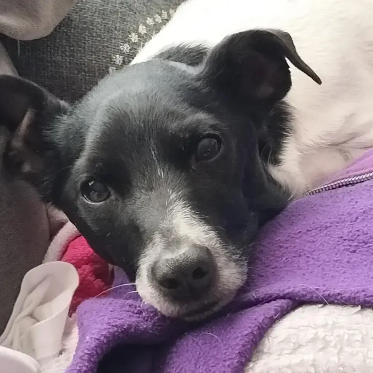 Jack Russell Terrier