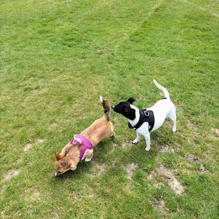 Jack Russell Terrier