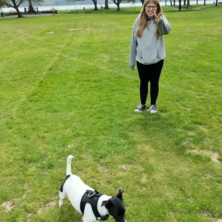 Jack Russell Terrier