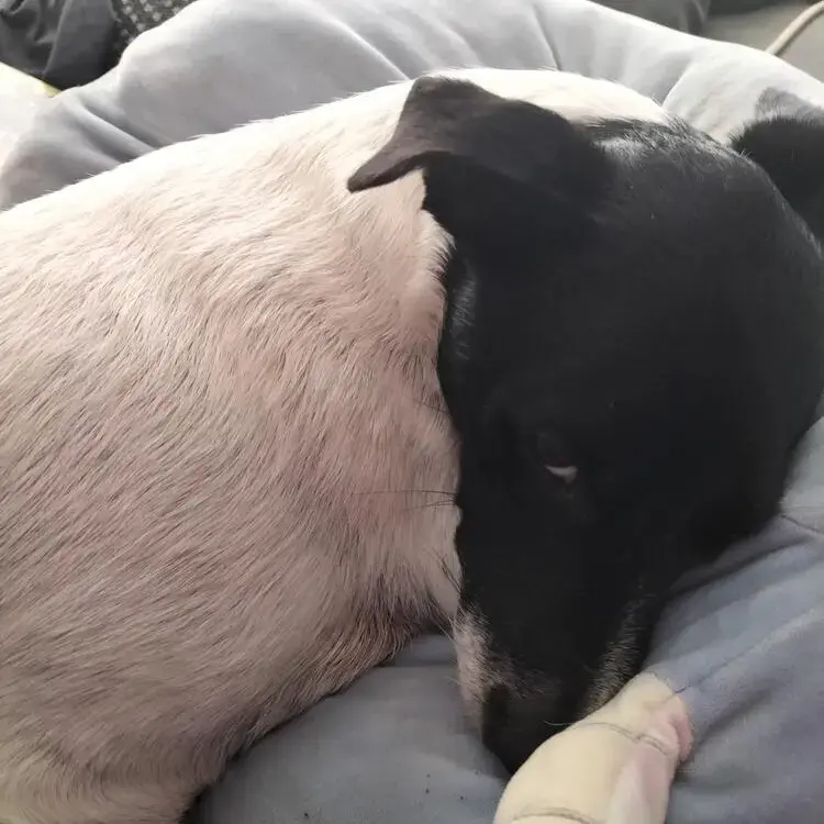 Jack Russell Terrier