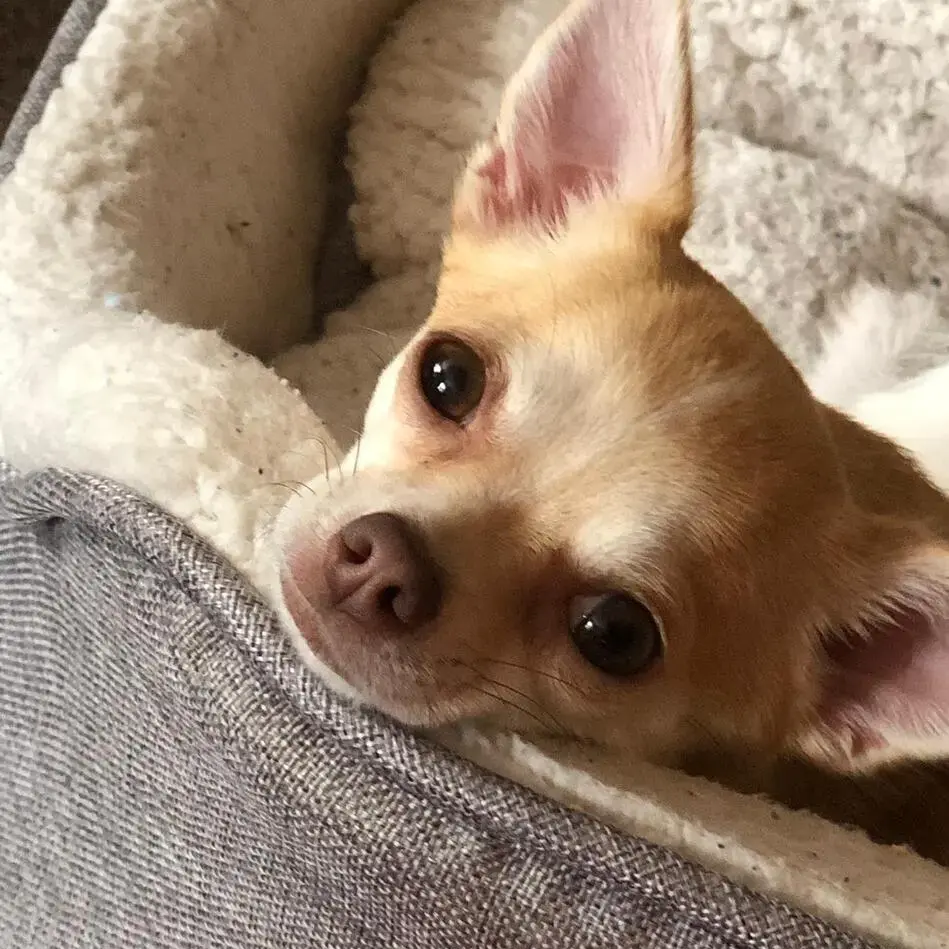 Chihuahua (Smooth Coat)