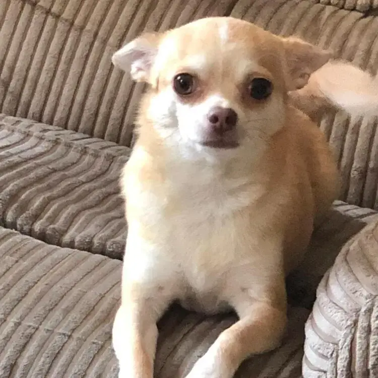 Chihuahua (Smooth Coat)