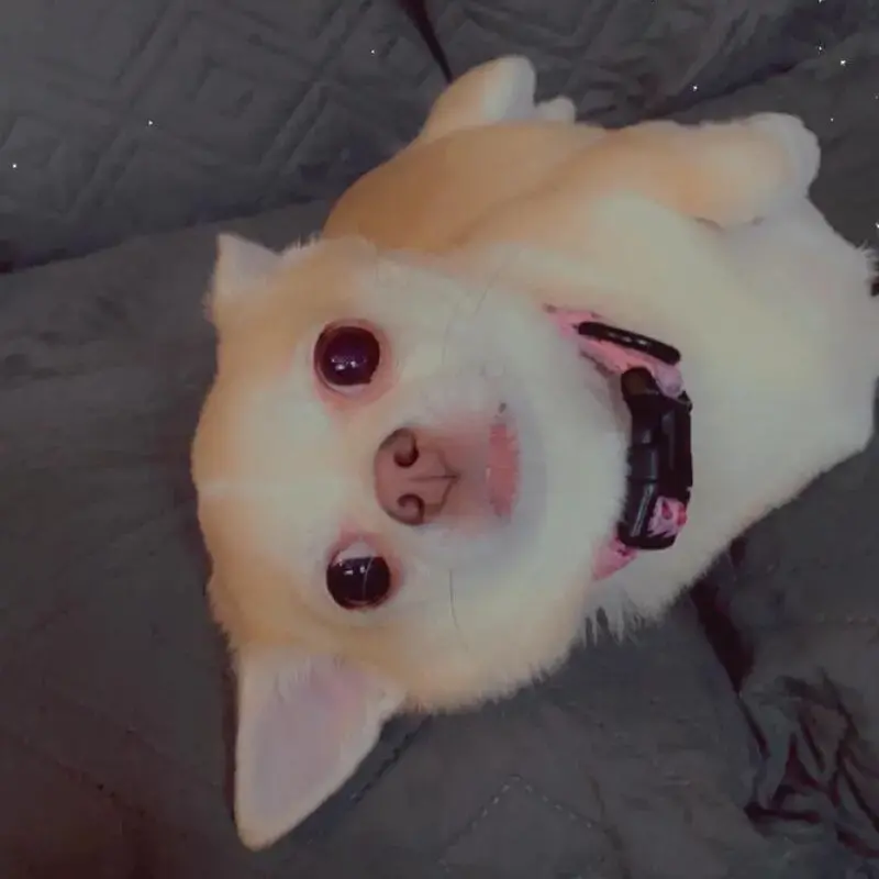 Chihuahua (Smooth Coat)