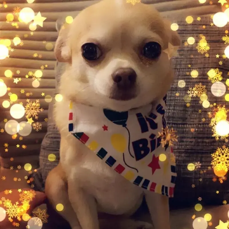 Chihuahua (Smooth Coat)