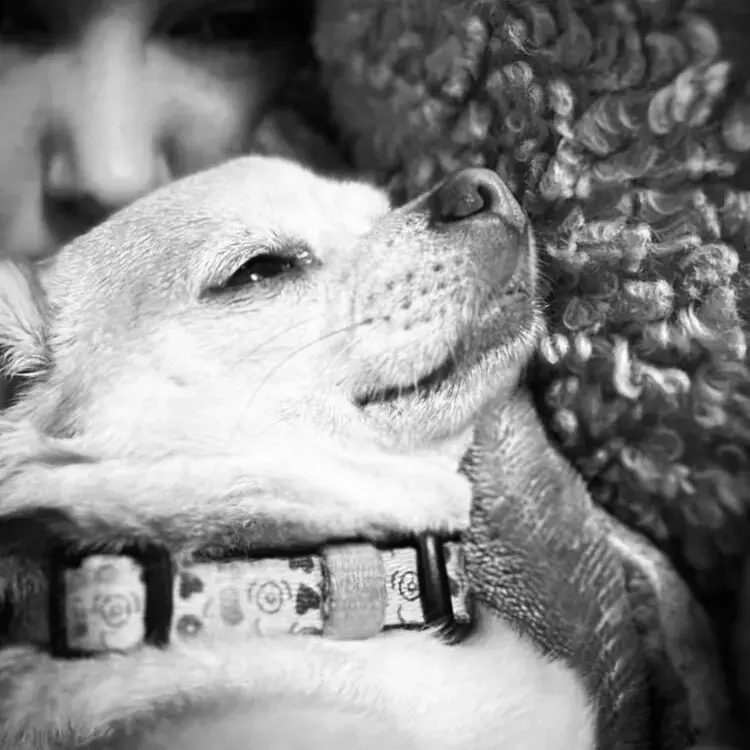 Chihuahua (Smooth Coat)