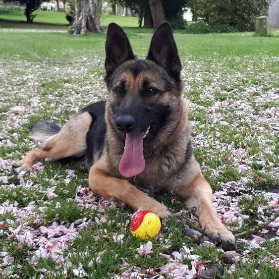 Belgian Shepherd Dog Malinois