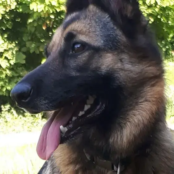 Belgian Shepherd Dog Malinois