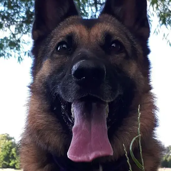 Belgian Shepherd Dog Malinois
