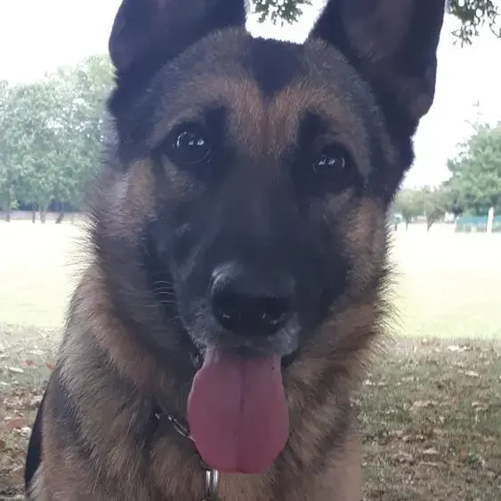Belgian Shepherd Dog Malinois