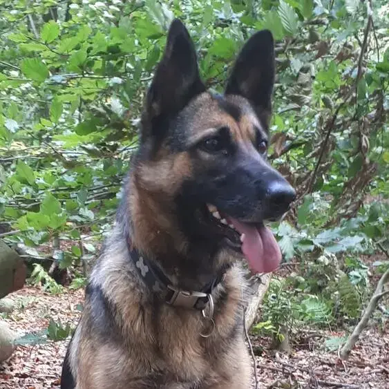 Belgian Shepherd Dog Malinois