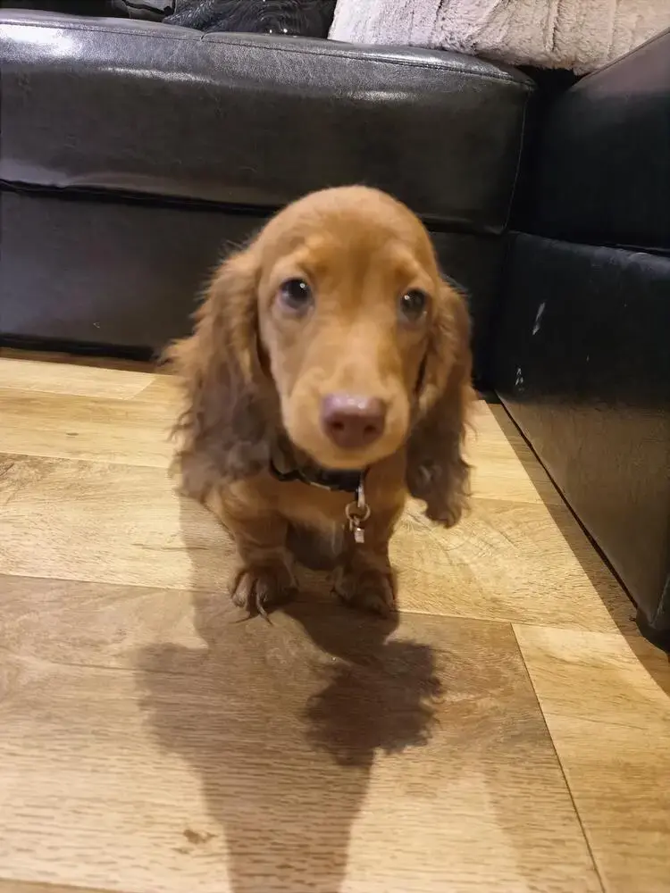 Dachshund (Miniature Long-Haired)