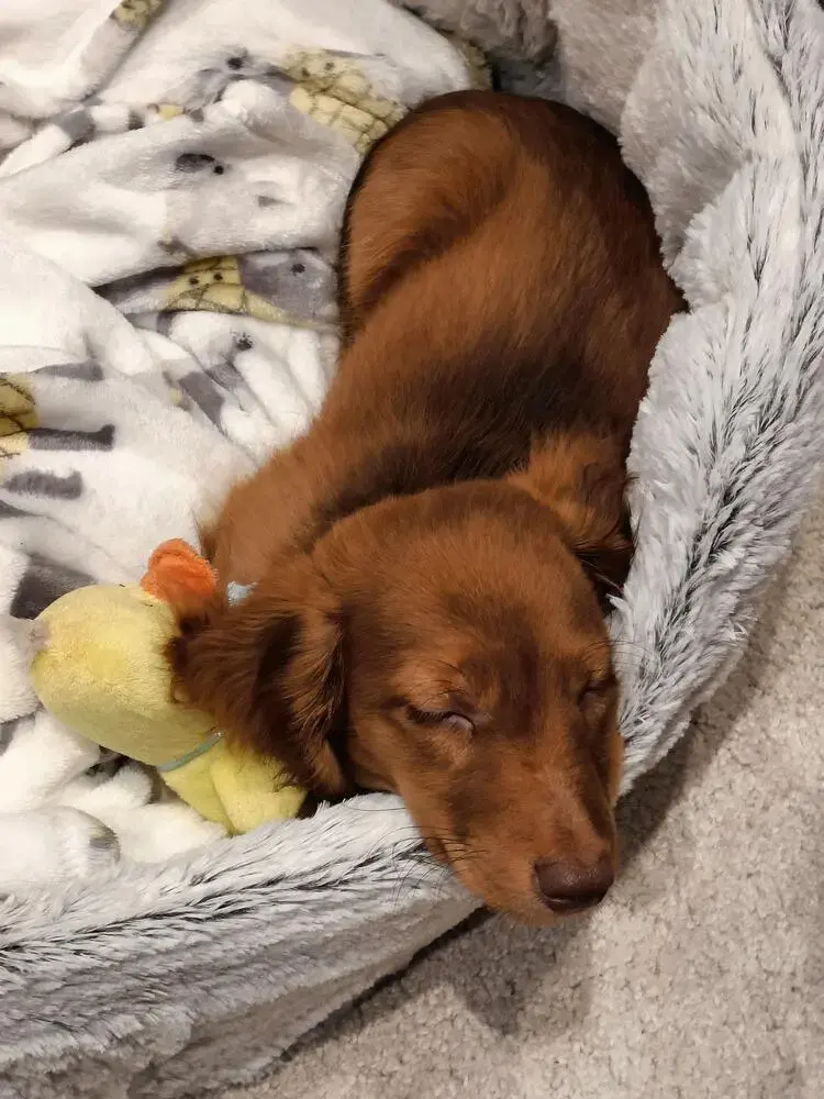 Dachshund (Miniature Long-Haired)