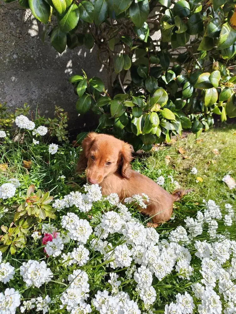 Dachshund (Miniature Long-Haired)