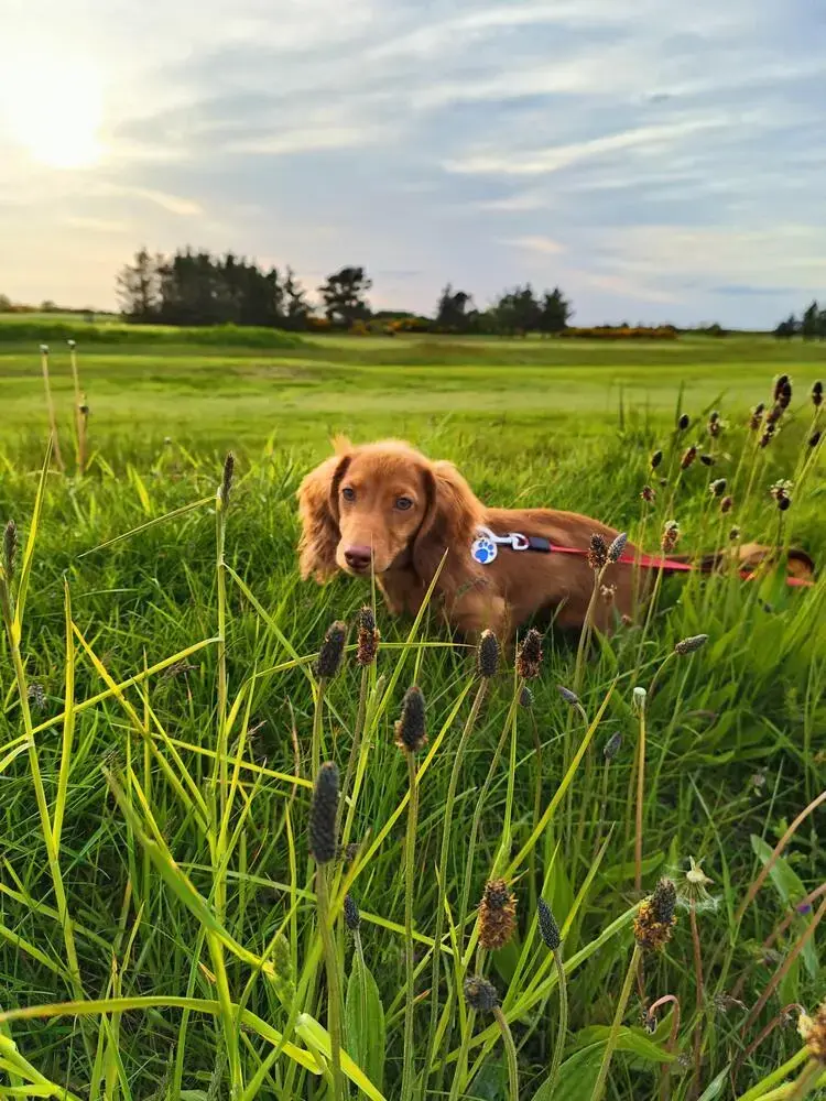 Dachshund (Miniature Long-Haired)