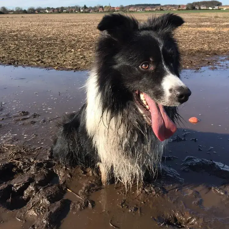 Border Collie