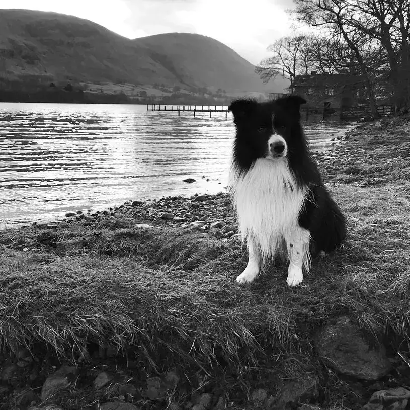 Border Collie