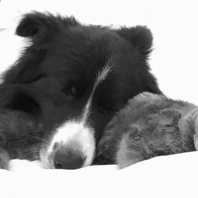 Border Collie