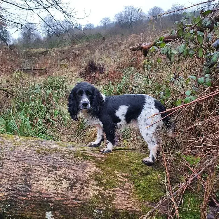 Cocker Spaniel (English)