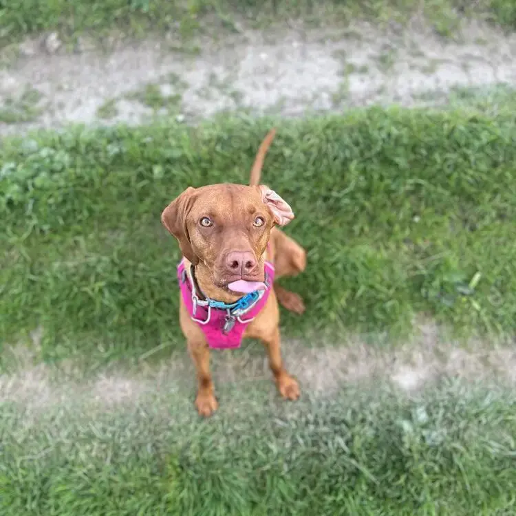 Hungarian Vizsla