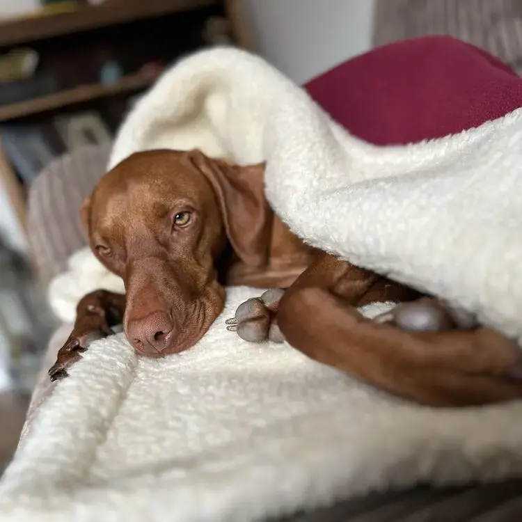 Hungarian Vizsla