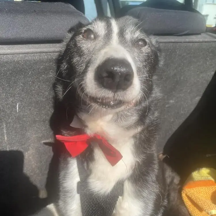 Border Collie