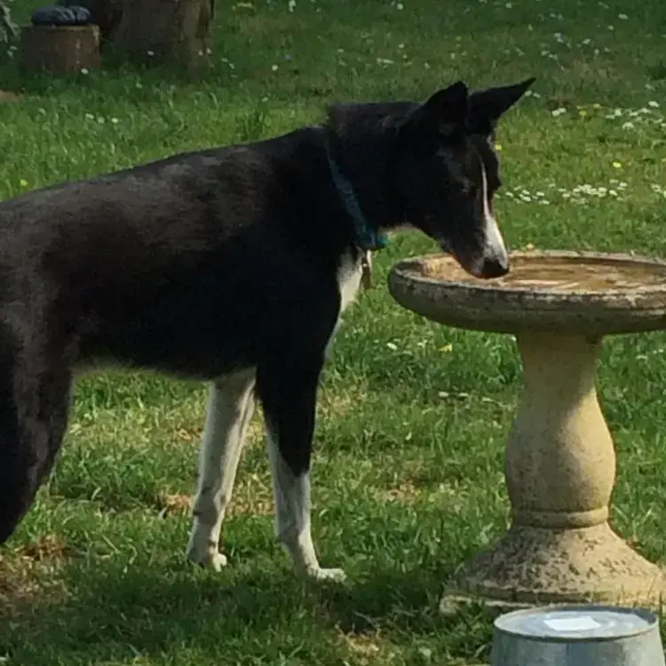 Border Collie