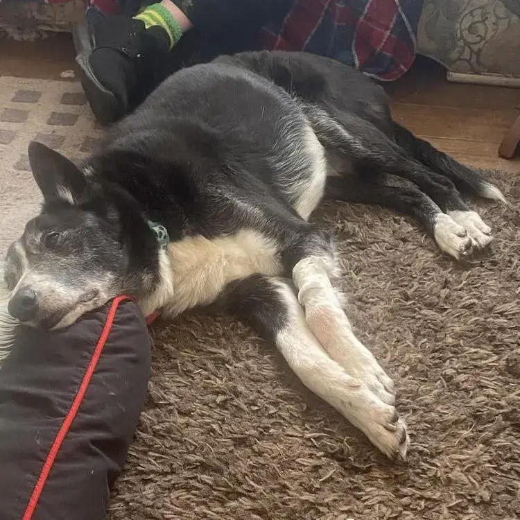 Border Collie