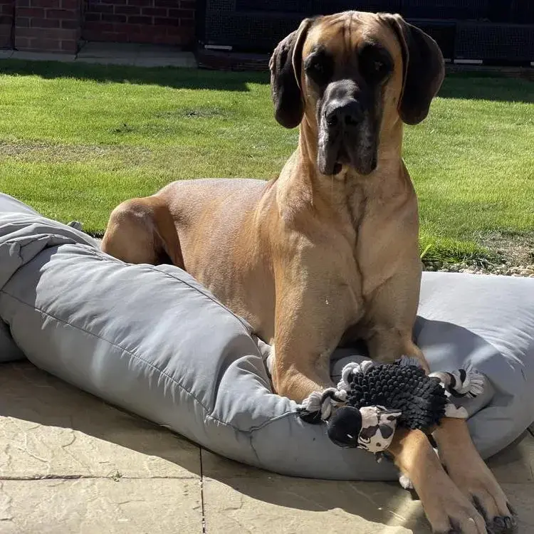 Great Dane