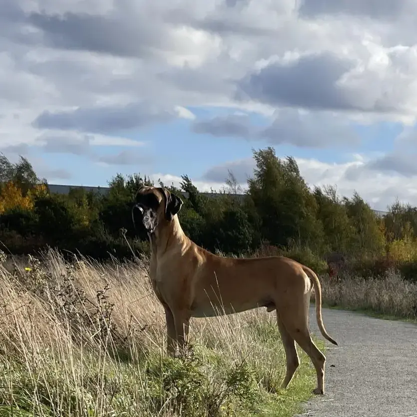 Great Dane