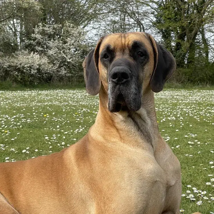 Great Dane