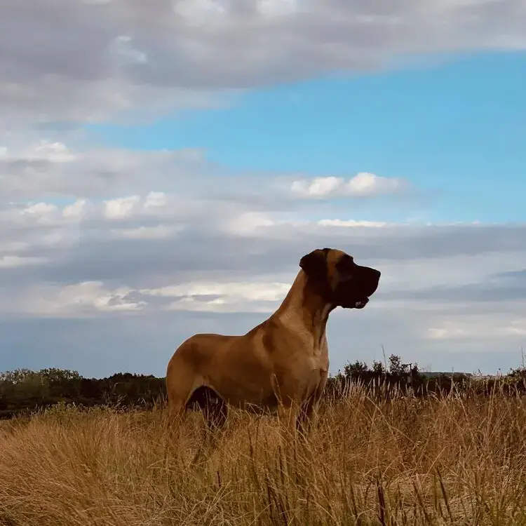 Great Dane
