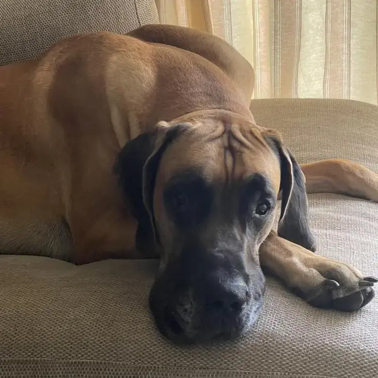 Great Dane