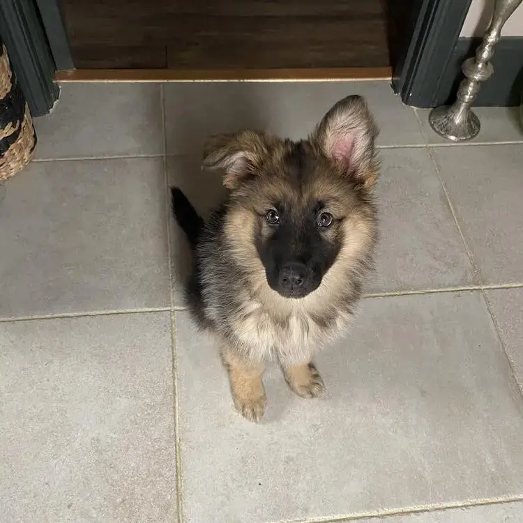 German Shepherd Dog