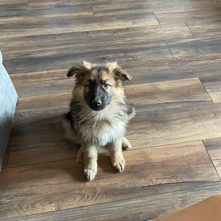 German Shepherd Dog