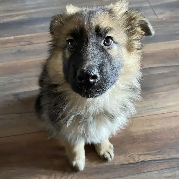 German Shepherd Dog