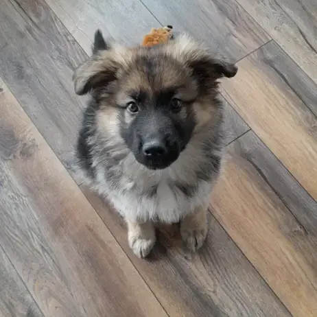 German Shepherd Dog