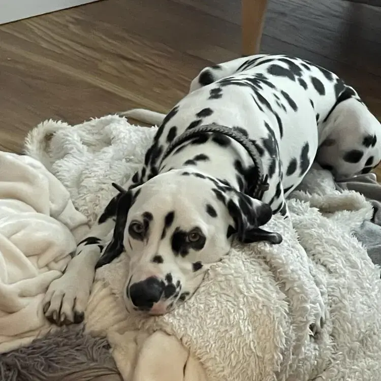 Dalmatian