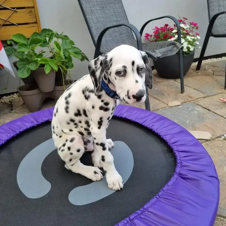 Dalmatian