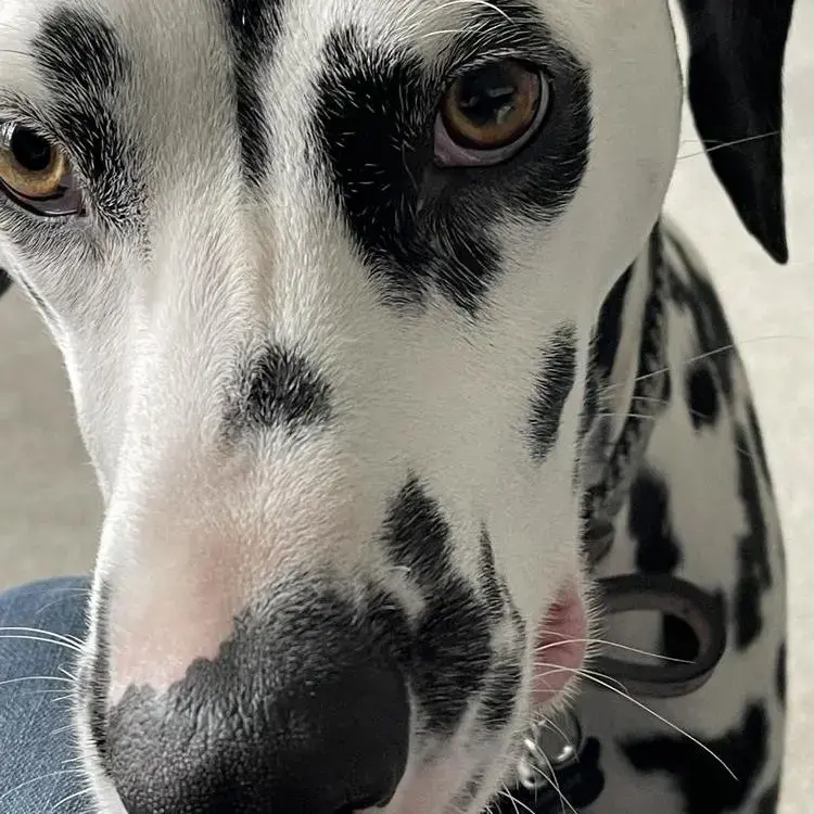 Dalmatian