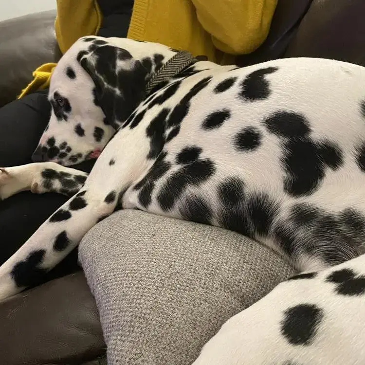 Dalmatian