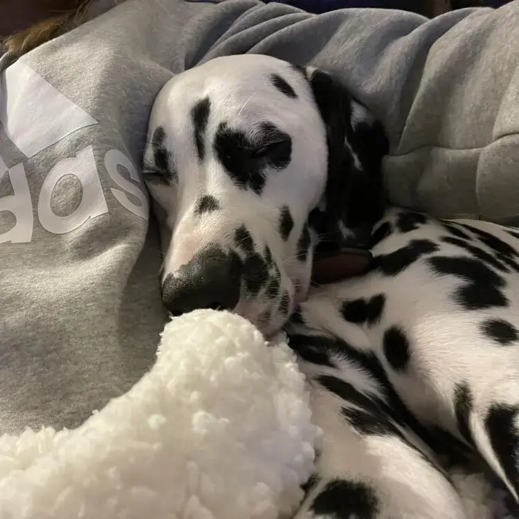 Dalmatian