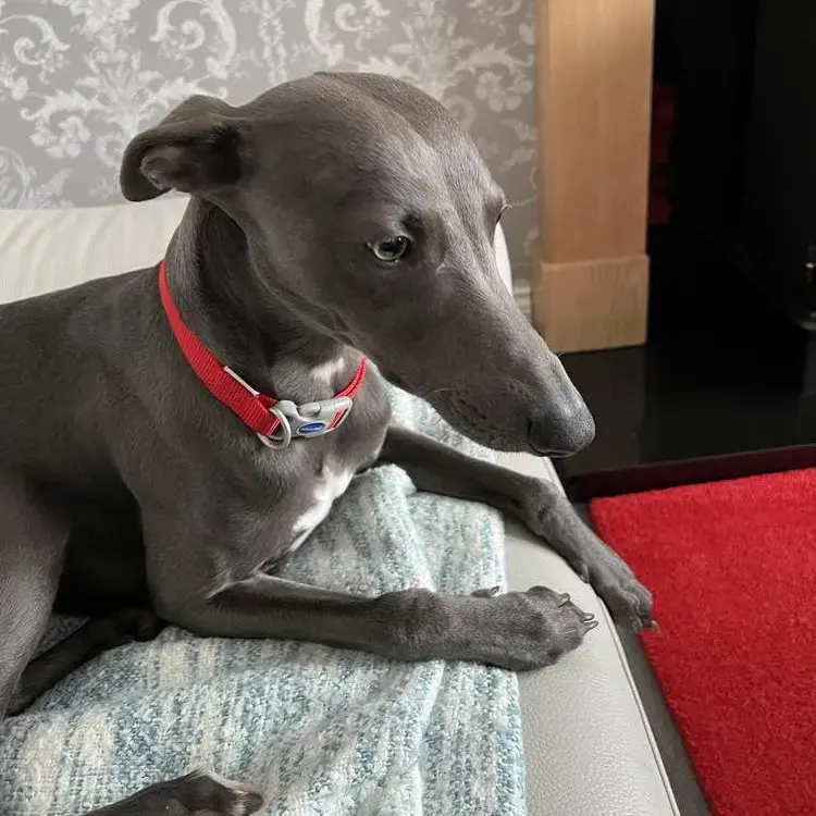 Whippet
