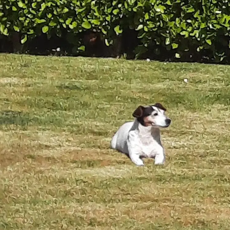Jack Russell Terrier