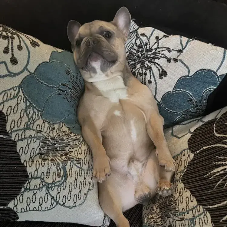 French Bulldog