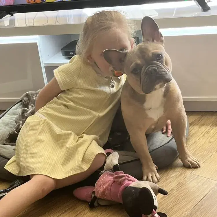 French Bulldog