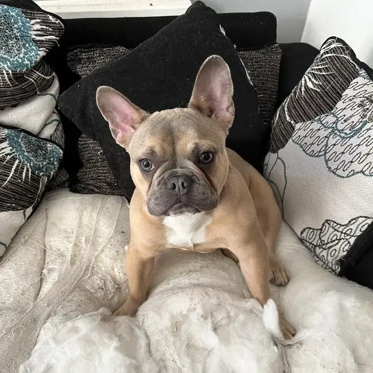 French Bulldog