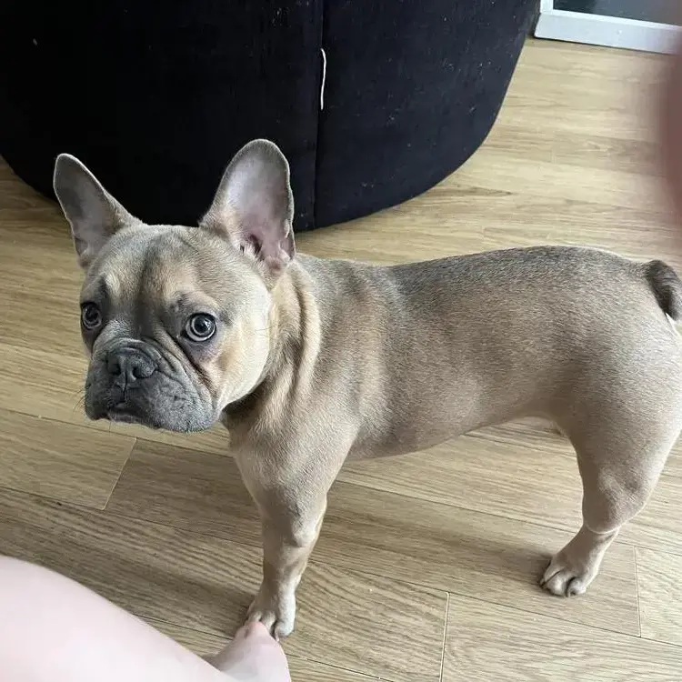 French Bulldog