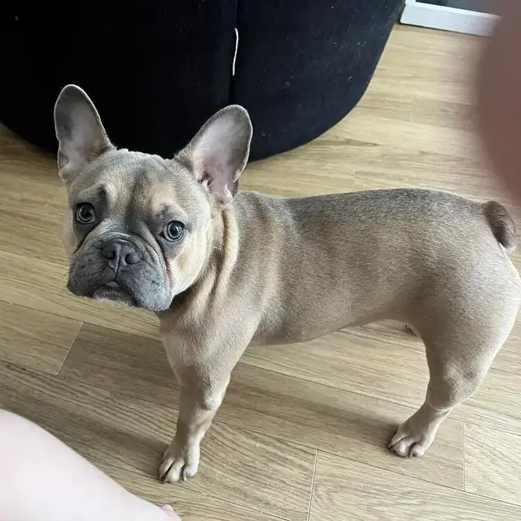 French Bulldog