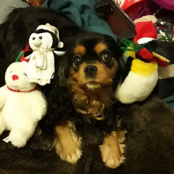 King Charles Spaniel