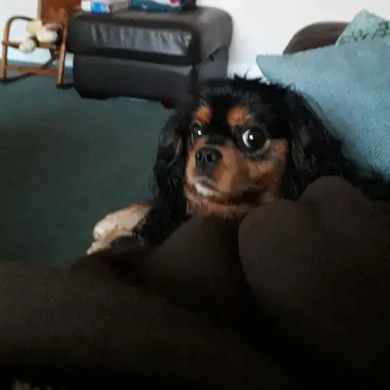 King Charles Spaniel